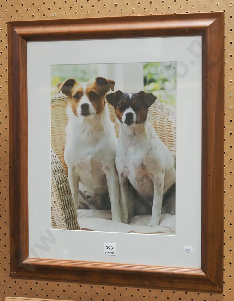 framed photo - 2 dogs Image 1++