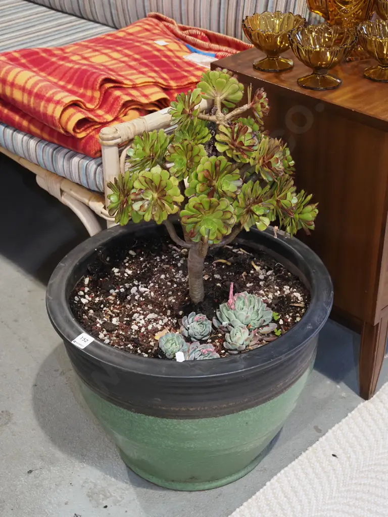 green and black glazed terracotta garden planter with aeonium succulent Overall H680 Image 1++
