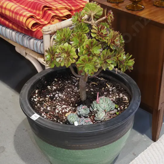 green and black glazed terracotta garden planter with aeonium succulent Overall H680