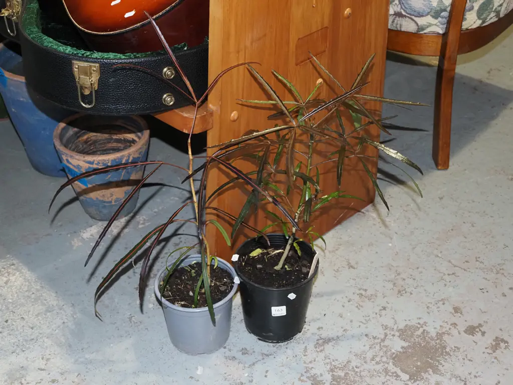 2x potted lancewoods Image 1++