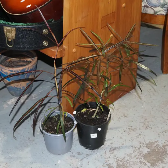 2x potted lancewoods