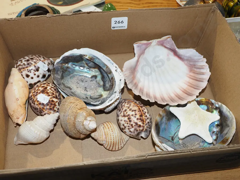 box of seashells Image 1++