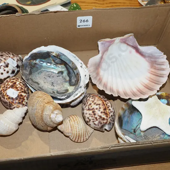 box of seashells