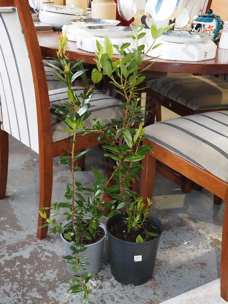 2x potted pohutukawa Image 1++