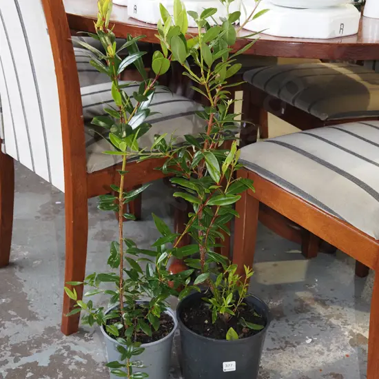 2x potted pohutukawa