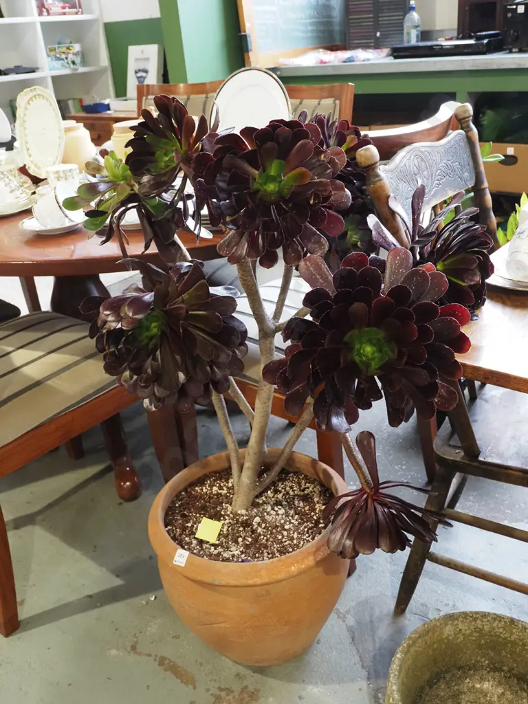 aeonium succulent in terracotta planter Overall H1000 Image 1++