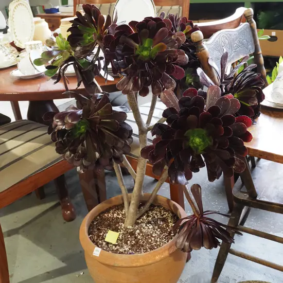 aeonium succulent in terracotta planter Overall H1000