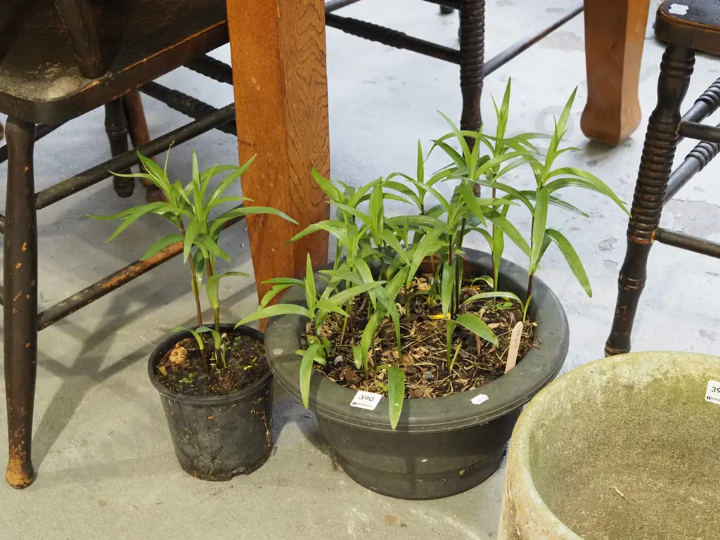 2x potted lillies Image 1++