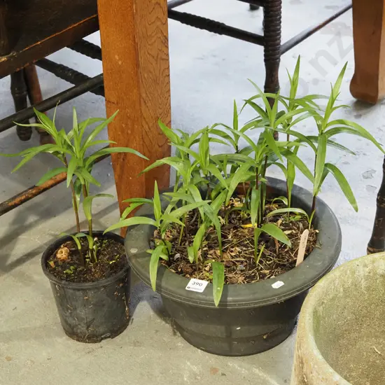 2x potted lillies