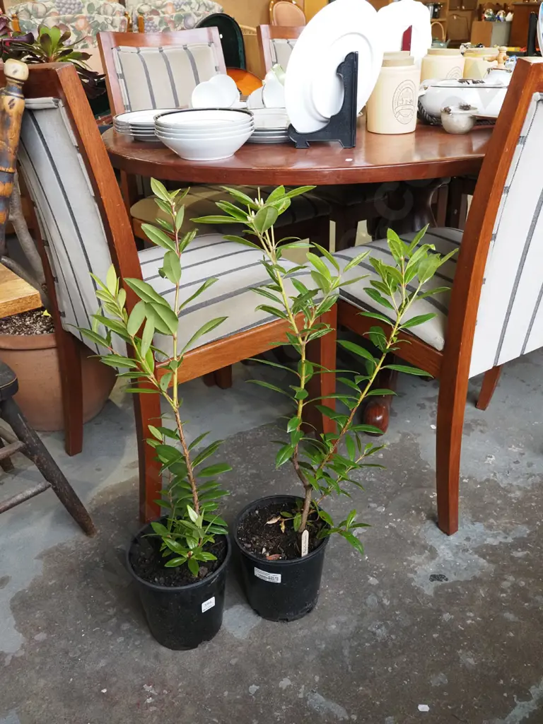 2x potted pohutukawa Image 1++