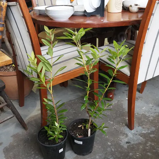 2x potted pohutukawa