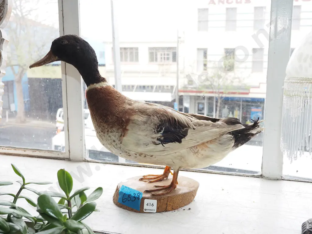 taxidermy mallard duck - needs attention Image 1++