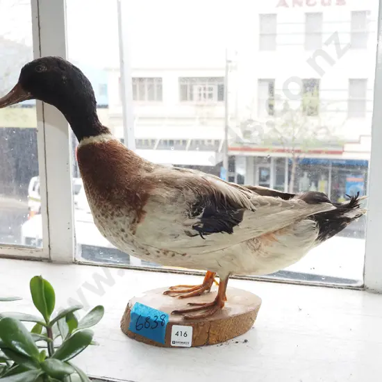 taxidermy mallard duck - needs attention