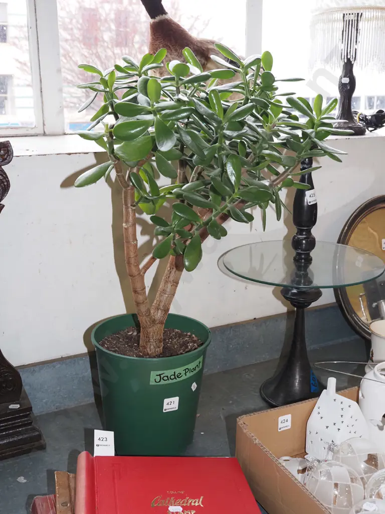 jade plant in planter Overall H680 Image 1++