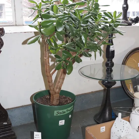 jade plant in planter Overall H680