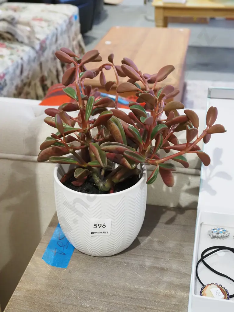 succulents in plastic planter in small white jardiniere Image 1++