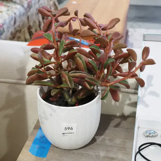 succulents in plastic planter in small white jardiniere