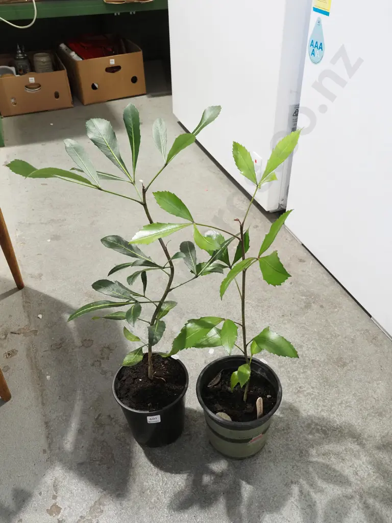 2x potted pseudopanax Image 1++