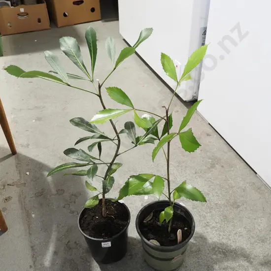 2x potted pseudopanax