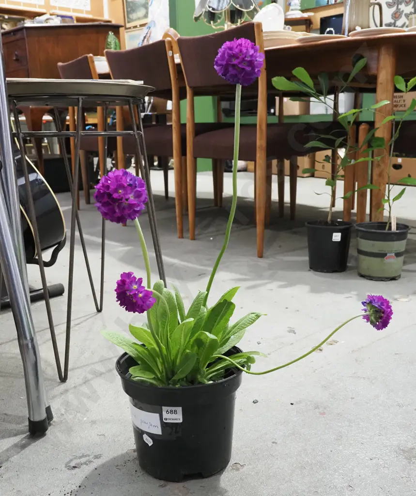 potted primula - pom pom Image 1++