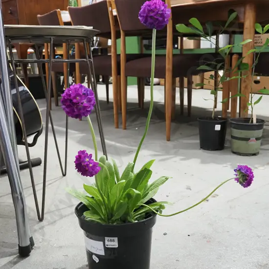potted primula - pom pom