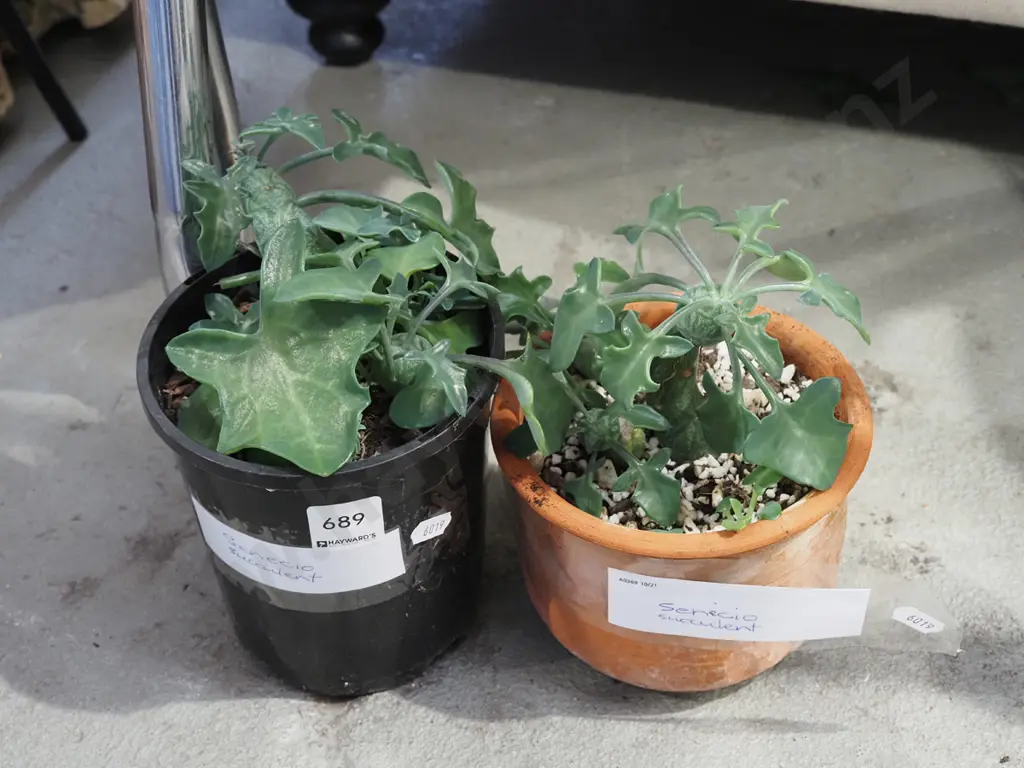 2x potted senecio succulents Image 1++