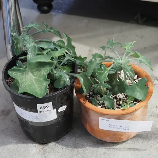 2x potted senecio succulents