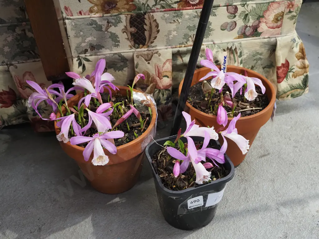 3x potted pleione orchids Image 1++
