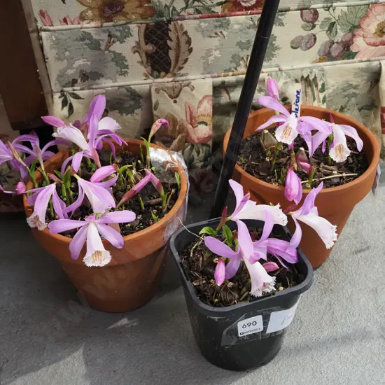 3x potted pleione orchids