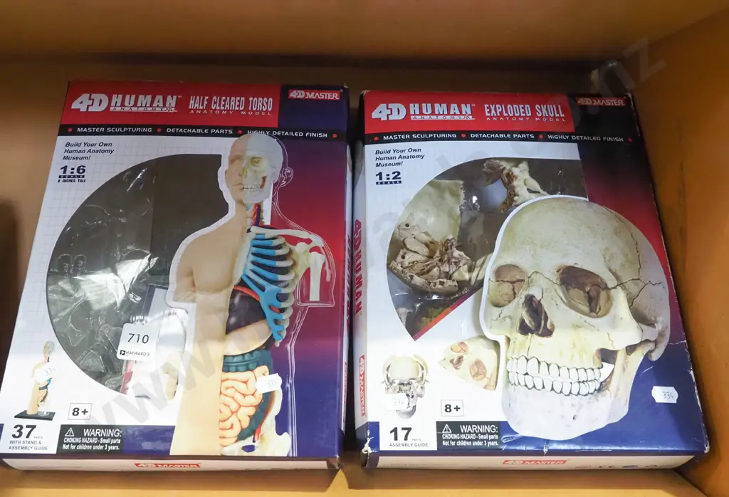 boxed 2x part anatomical human body parts Image 1++
