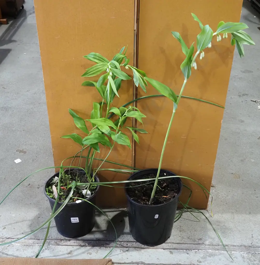 2x potted solomon's tears Image 1++