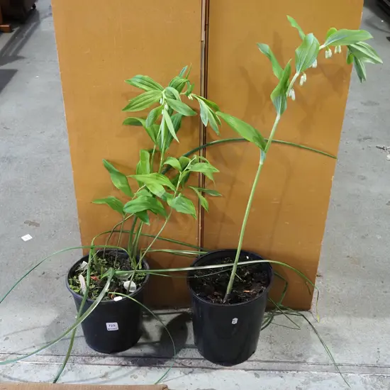 2x potted solomon's tears