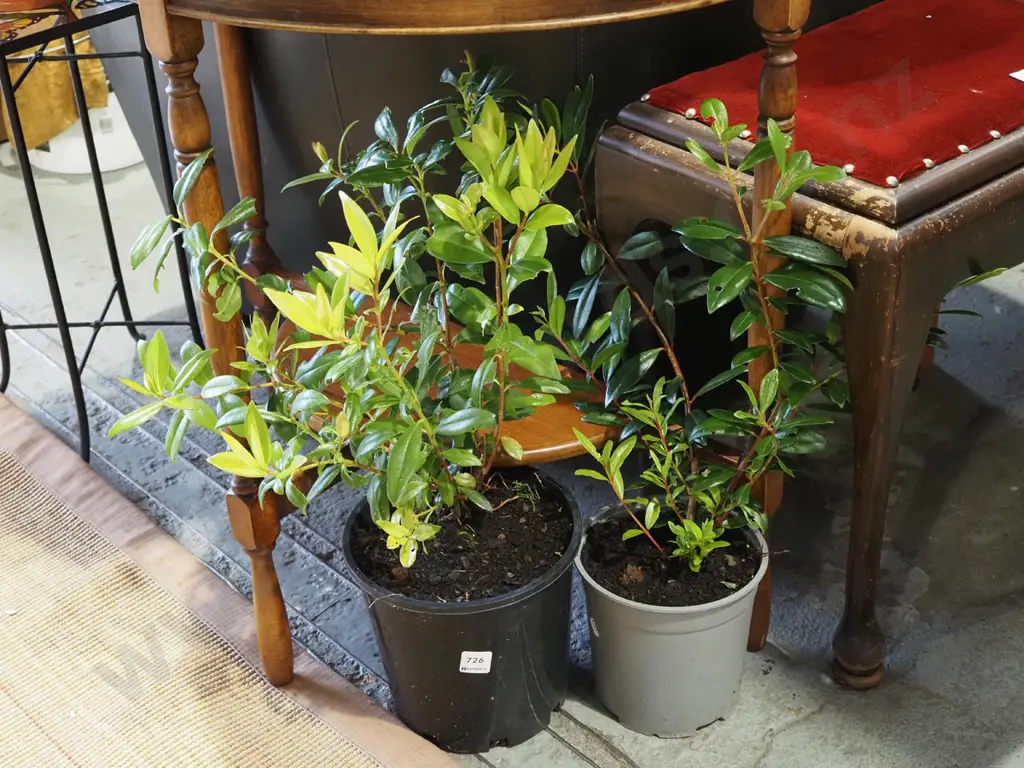 2x potted pohutukawa Image 1++