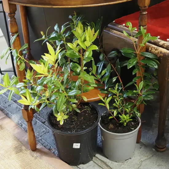 2x potted pohutukawa