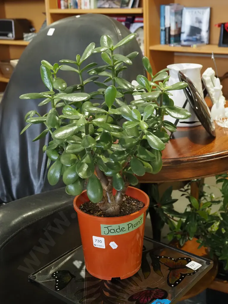 jade plant in plastic planter Overall H480 Image 1++