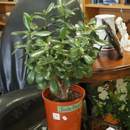 jade plant in plastic planter Overall H480