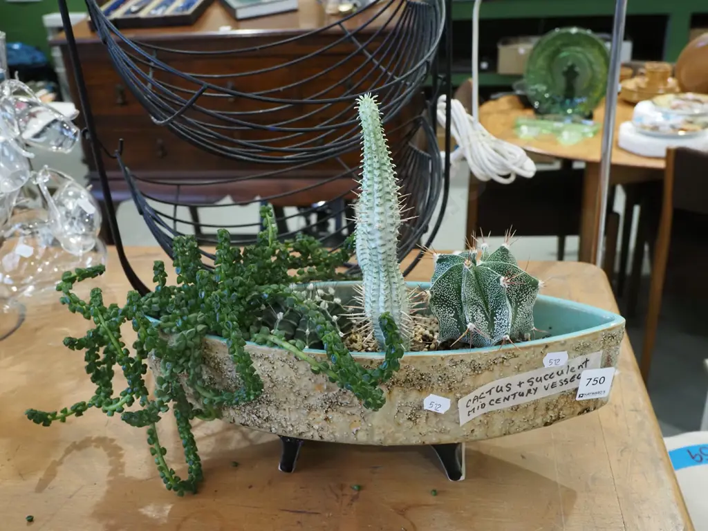 succulents, cacti in mid century vase Vase W360 Image 1++