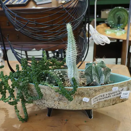 succulents, cacti in mid century vase Vase W360