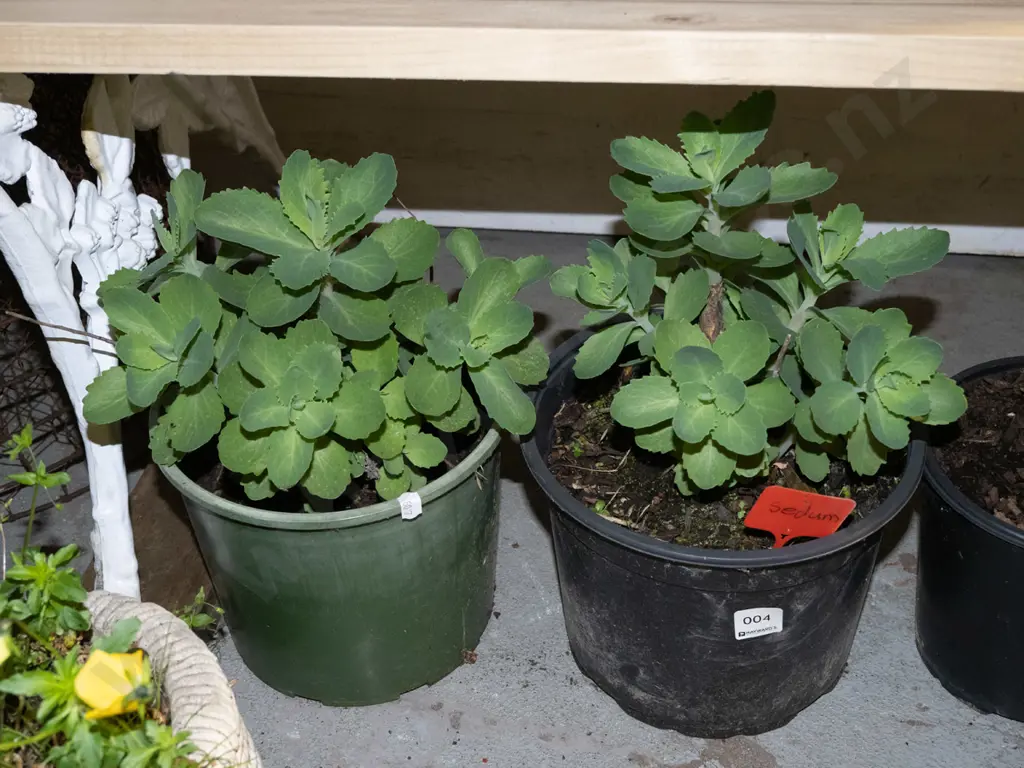 2x potted sedum succulents Image 1++