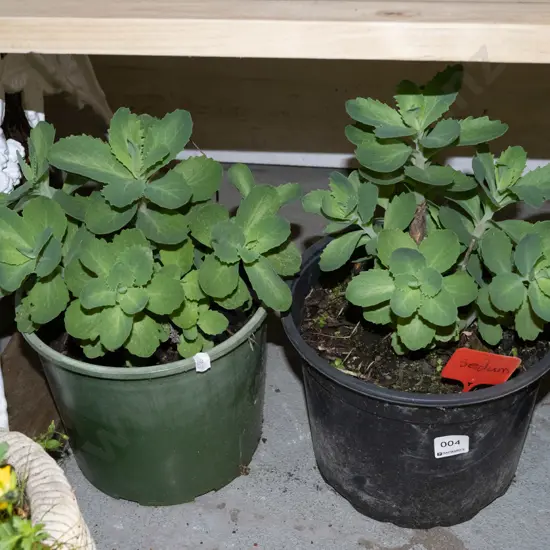 2x potted sedum succulents