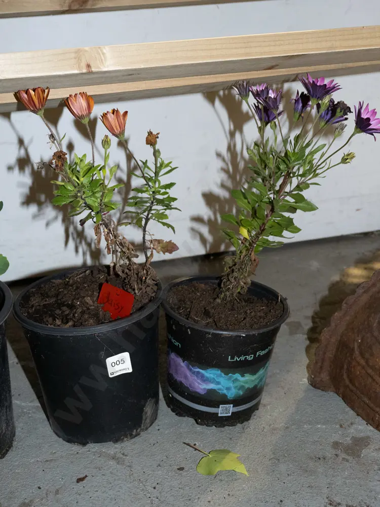 2x potted daisies Image 1++