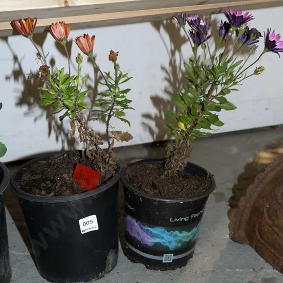 2x potted daisies