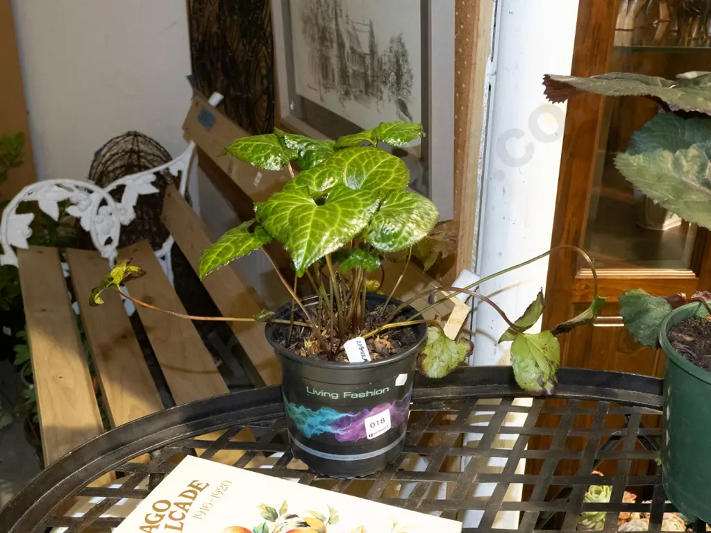 potted ligularia Image 1++