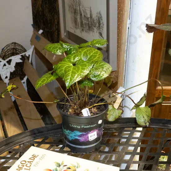 potted ligularia