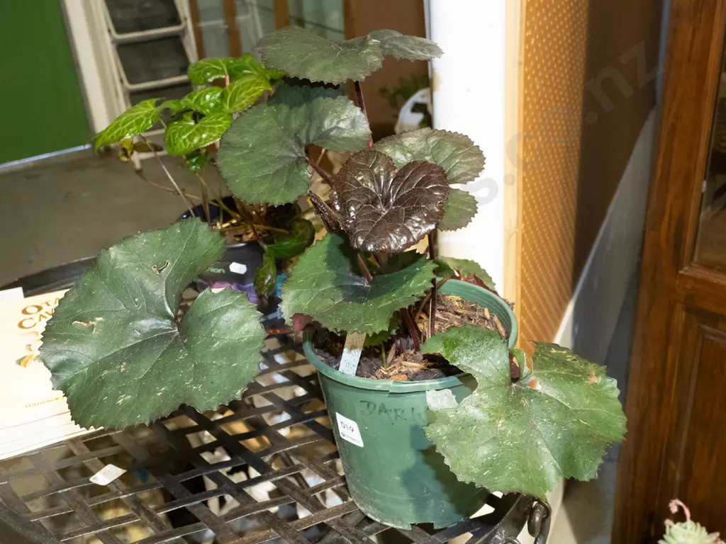 potted ligularia Image 1++