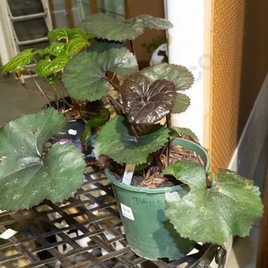 potted ligularia