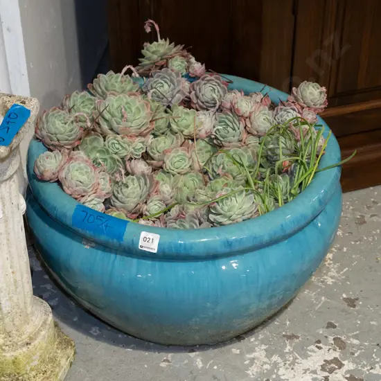 teal glazed garden planter and succulents Diam480