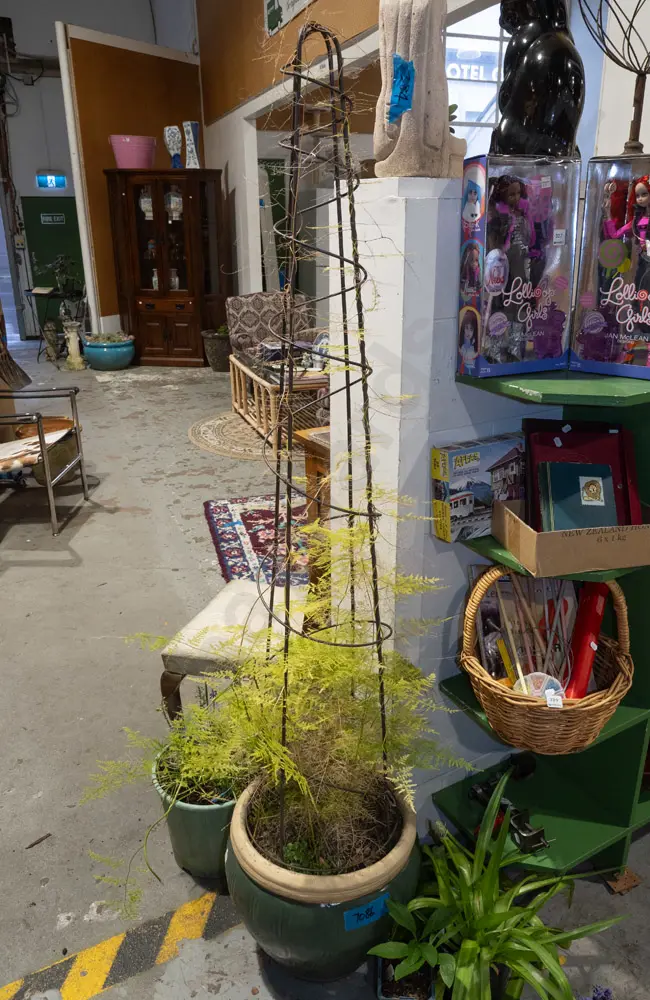 potted asparagus fern in green glazed planter Overall H1600 Image 1++