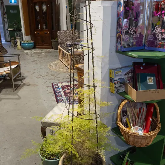 potted asparagus fern in green glazed planter Overall H1600