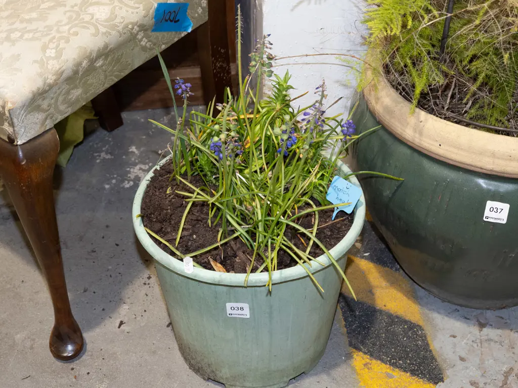 potted match heads Image 1++